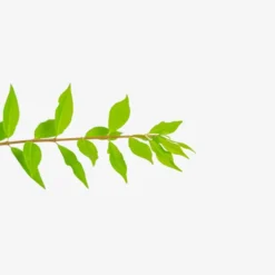 Dwarf Compact Burning Bush 8 Dwarf Compact Burning Bush -The Tree Center Dwarf Compact Burning Bush 5G 02 copy jpg webp e1695660709729 600x600 1