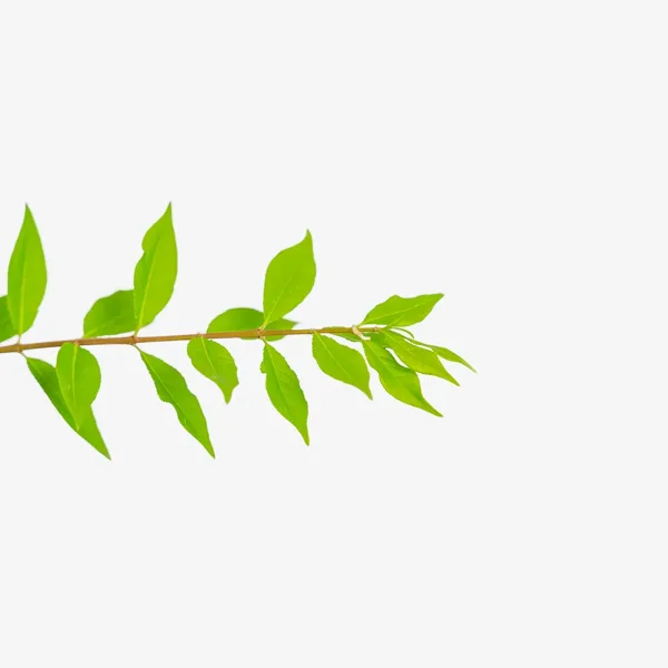 Dwarf Compact Burning Bush 4 Dwarf Compact Burning Bush - Image 4