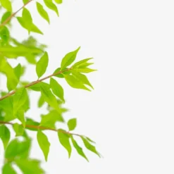 Dwarf Compact Burning Bush 9 Dwarf Compact Burning Bush -The Tree Center Dwarf Compact Burning Bush 5G 03 copy jpg webp e1695660689660 600x600 1