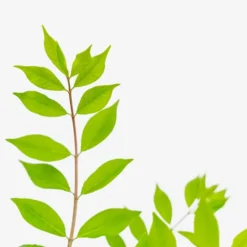 Dwarf Compact Burning Bush 6 Dwarf Compact Burning Bush -The Tree Center Dwarf Compact Burning Bush 5G 05 copy jpg webp e1695660661924 600x600 1