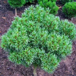 Dwarf Eastern White Pine -The Tree Center Dwarf Eastern White Pine 1 copy jpg