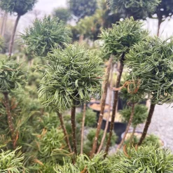 Dwarf Eastern White Pine -The Tree Center Dwarf Eastern White Pine 4 copy jpg