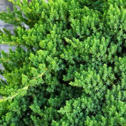 Dwarf Garden Juniper -The Tree Center Dwarf Garden Juniper 2 copy jpg webp