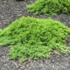 Dwarf Garden Juniper