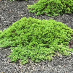 Dwarf Garden Juniper