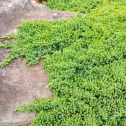 Dwarf Garden Juniper -The Tree Center Dwarf Garden Juniper 4 copy jpg webp