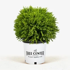 Dwarf Globe Japanese Cedar -The Tree Center Dwarf Globe Japanese Cedar 7G 01 jpg 600x600 1