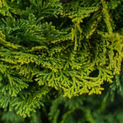 Dwarf Hinoki Cypress -The Tree Center Dwarf Hinoki Cypress 3G 02 copy 1 600x600 1