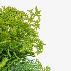 Dwarf Hinoki Cypress -The Tree Center Dwarf Hinoki Cypress 3G 04 copy 1 600x600 1