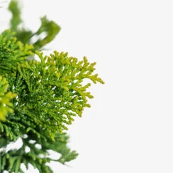 Dwarf Hinoki Cypress