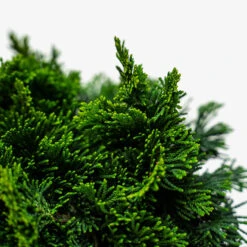 Dwarf Hinoki Cypress - Tree Form -The Tree Center Dwarf Hinoki Cypress Tree Form 3G 02 600x600 1