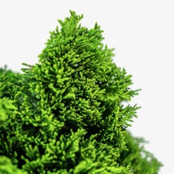 Dwarf Hinoki Cypress - Tree Form -The Tree Center Dwarf Hinoki Cypress Tree Form 3G 03 copy 600x600 1