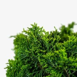 Dwarf Hinoki Cypress - Tree Form -The Tree Center Dwarf Hinoki Cypress Tree Form 3G 05 600x600 1