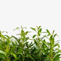 Compact Inkberry Holly 7 Compact Inkberry Holly -The Tree Center Dwarf Inkberry Holly 3G 02 600x600 1