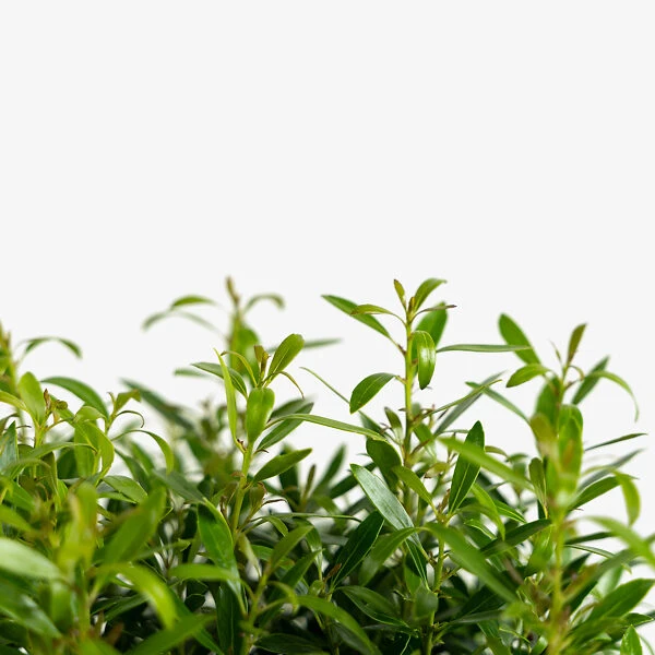 Compact Inkberry Holly 3 Compact Inkberry Holly - Image 3