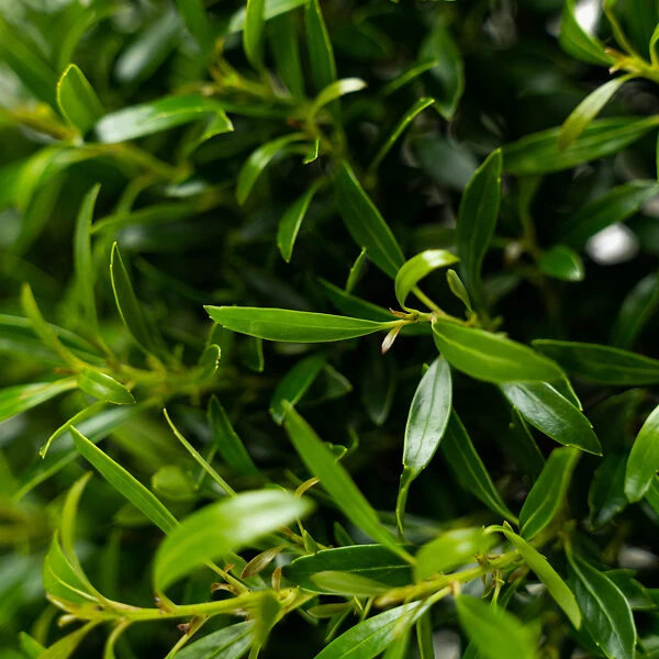 Compact Inkberry Holly 2 Compact Inkberry Holly - Image 2