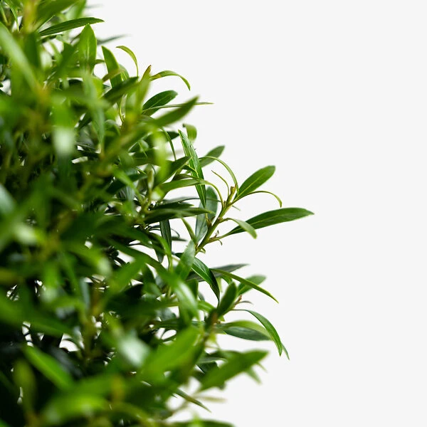 Compact Inkberry Holly 4 Compact Inkberry Holly - Image 4