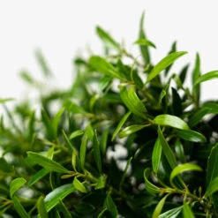 Compact Inkberry Holly 9 Compact Inkberry Holly -The Tree Center Dwarf Inkberry Holly 3G 05 600x600 1