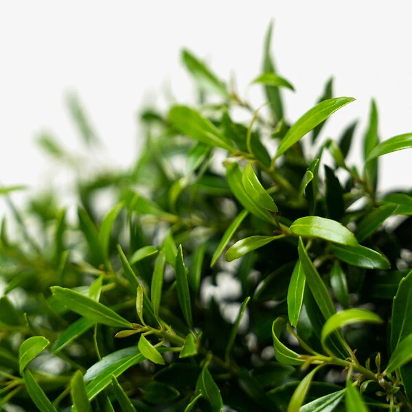 Compact Inkberry Holly 5 Compact Inkberry Holly - Image 5