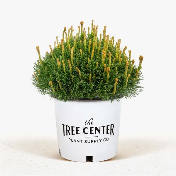 Dwarf Mugo Pine 2 Dwarf Mugo Pine - Image 2