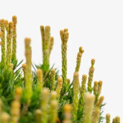 Dwarf Mugo Pine 7 Dwarf Mugo Pine -The Tree Center Dwarf Mugo Pine 5G 02 copy 2 600x600 1