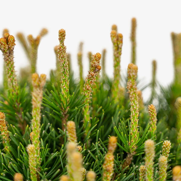 Dwarf Mugo Pine 1 Dwarf Mugo Pine