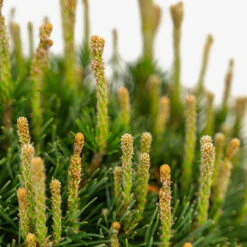 Dwarf Mugo Pine 9 Dwarf Mugo Pine -The Tree Center Dwarf Mugo Pine 5G 05 copy 2 600x600 1