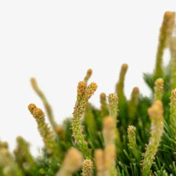 Dwarf Mugo Pine 8 Dwarf Mugo Pine -The Tree Center Dwarf Mugo Pine 5G 06 copy 2 600x600 1