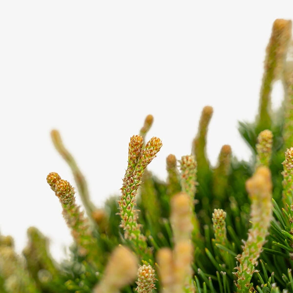 Dwarf Mugo Pine 4 Dwarf Mugo Pine - Image 4