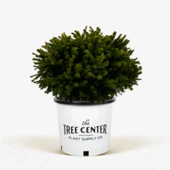 Dwarf Norway Spruce -The Tree Center Dwarf Norway Spruce 5G 01 600x600 1
