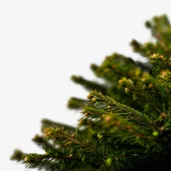 Dwarf Norway Spruce -The Tree Center Dwarf Norway Spruce 5G 05 600x600 1