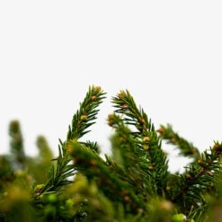 Dwarf Norway Spruce -The Tree Center Dwarf Norway Spruce 5G 06 600x600 1