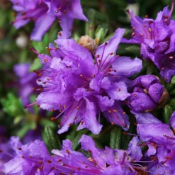 Dwarf Purple Rhododendron -The Tree Center Dwarf Purple Rhododendron 1 copy jpg