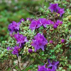 Dwarf Purple Rhododendron -The Tree Center Dwarf Purple Rhododendron 2 copy jpg
