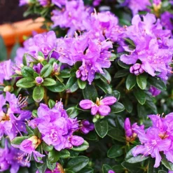 Dwarf Purple Rhododendron