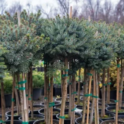 Dwarf Serbian Spruce - Tree Form -The Tree Center Dwarf Serbian Spruce Tree Form 1 600x600 1