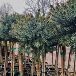 Dwarf Serbian Spruce - Tree Form -The Tree Center Dwarf Serbian Spruce Tree Form 4 600x600 1