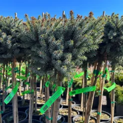 Dwarf Serbian Spruce - Tree Form -The Tree Center Dwarf Serbian Spruce Tree Form 7 600x600 1
