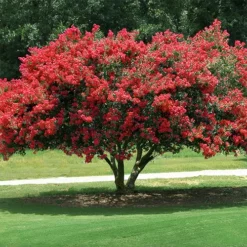 Dynamite Crape Myrtle -The Tree Center Dynamite Crape Myrtle 2 copy jpg