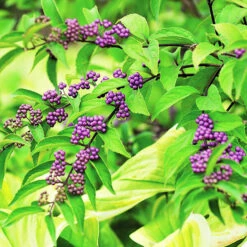 Early Amethyst Beautyberry -The Tree Center Early Amethyst Beautyberry 2 copy 600x600 1