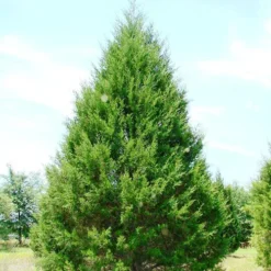 Eastern Red Cedar -The Tree Center Eastern Red Cedar 1 copy jpg webp