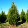 Eastern Red Cedar