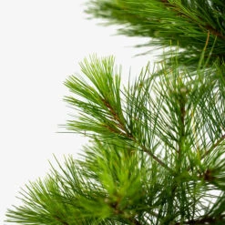 Eastern White Pine