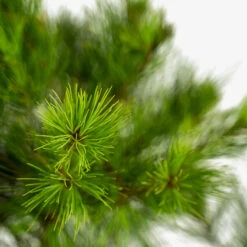 Eastern White Pine 7 Eastern White Pine -The Tree Center Eastern White Pine 3G 05 1 600x600 1