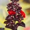 Red Hot Black Diamond Crape Myrtle