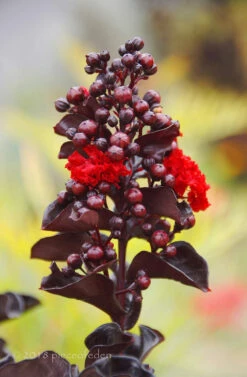 Red Hot Black Diamond Crape Myrtle