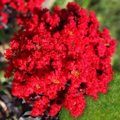Ebony Fire Crape Myrtle -The Tree Center Ebony Fire Crape Myrtle 4 copy 600x600 1