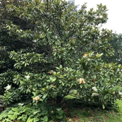 Edith Bogue Southern Magnolia 7 Edith Bogue Southern Magnolia -The Tree Center Edith Bogue Southern Magnolia 1 copy 600x600 1