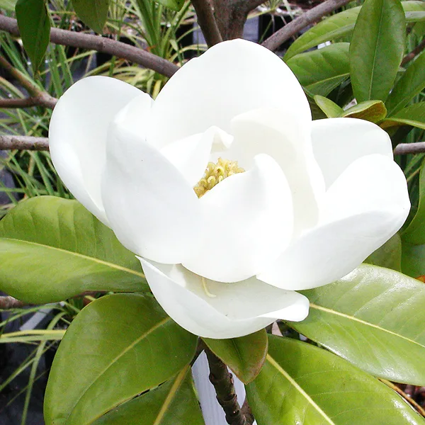 Edith Bogue Southern Magnolia 1 Edith Bogue Southern Magnolia