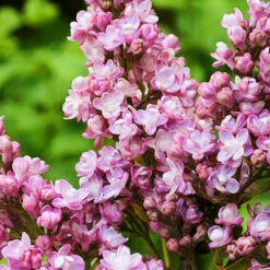 Edward Gardner Lilac -The Tree Center Edward Gardner Lilac 3 copy jpg